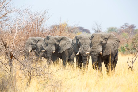 Elephants in Mahango NRの写真素材