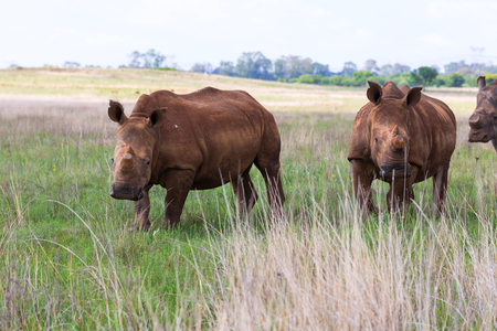 White Rhinos at Rietvlei NRの写真素材