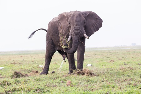 Elephant Bull in Chobe NPの写真素材
