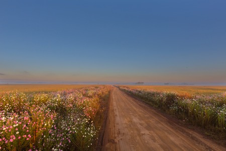 Cosmos roadの写真素材