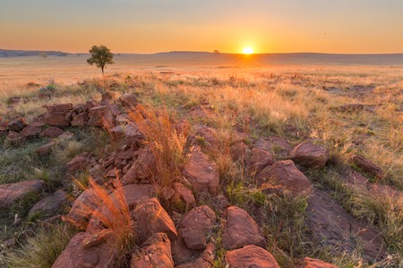Grass, rocks and a tree at sunsetの写真素材