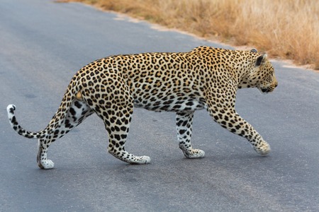 Leopardの写真素材