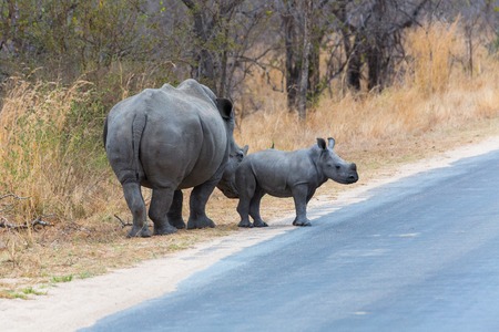 White Rhino Cow and calfの写真素材