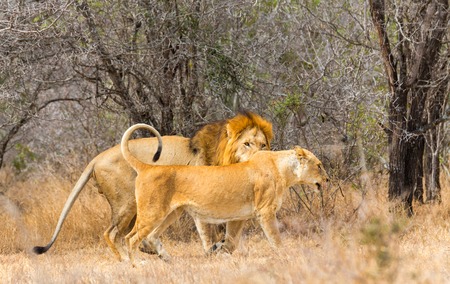 Lion mating pairの写真素材