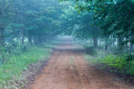 Misty road in plantationの写真素材