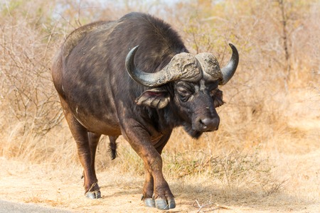 Cape Buffalo Bullの写真素材