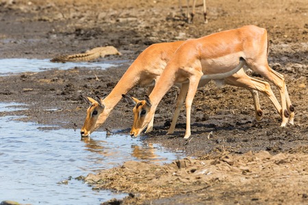 Impala's drinking waterの写真素材