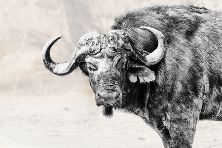 Cape Buffalo in Black+Whiteの写真素材