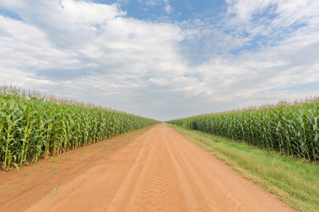 Maize next to the road