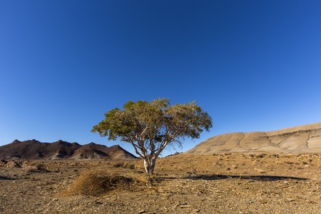 Lone tree in a barren landの写真素材