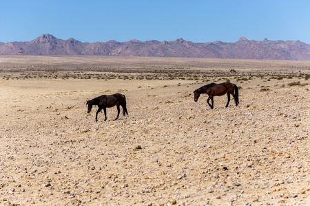 Wild Horse of the Namibの写真素材