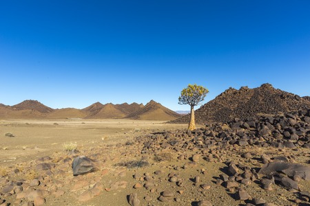 Lone quiver treeの写真素材