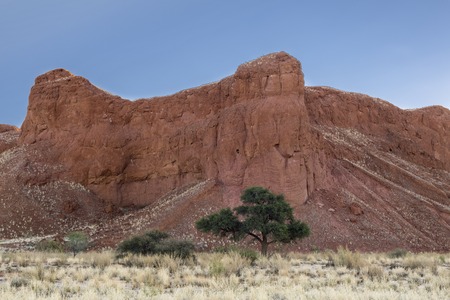 Petrified dune and camelthorn treeの写真素材