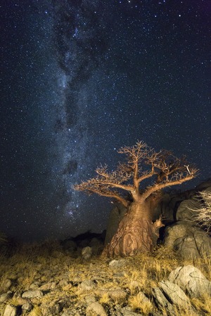 The milkyway and a baobab treeの写真素材