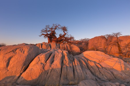 Baobab and rocks in early morning light