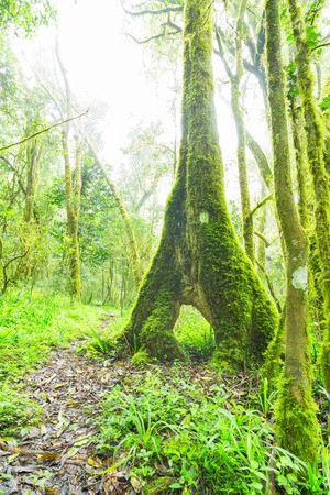 Moss covered Tree Trunkの写真素材