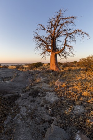 Baoobab tree in early morning light