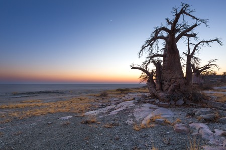 Baobab tree before sunriseの写真素材