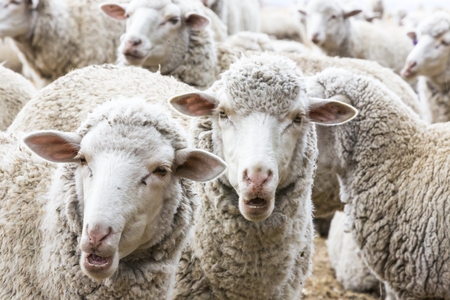 Sheep ruminate the dayの写真素材