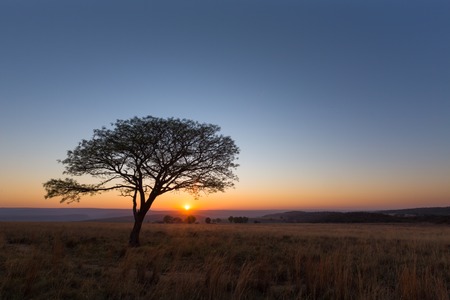 Lone tree at sunriseの写真素材
