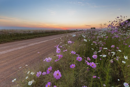 Cosmos flowers next to the roadの写真素材