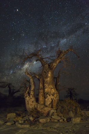 Milkyway and baobab treesの写真素材