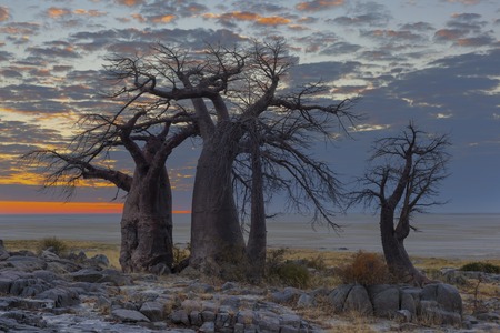 Colourful clouds and baobab treesの写真素材