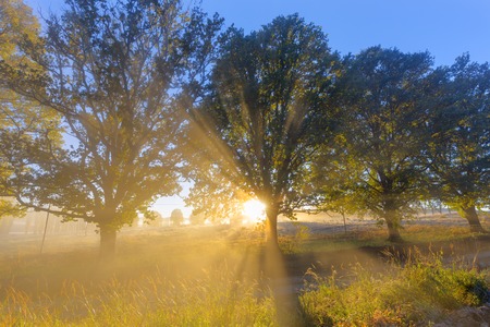 Golden sunlight at sunriseの写真素材
