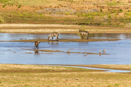 Waterbuck and geese in the riverの写真素材