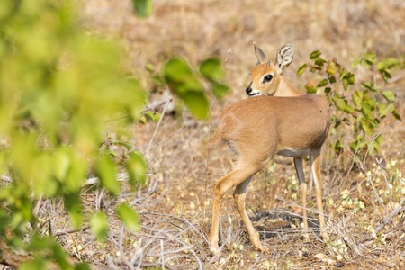 Steenbok in Kruger NPの写真素材
