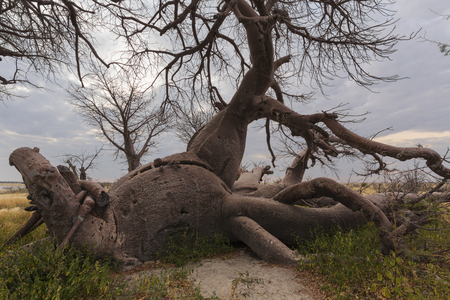 Survivor baobab treeの写真素材
