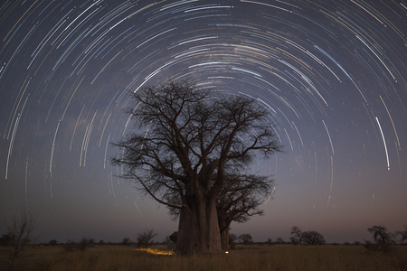 Startrail at Baines campsiteの写真素材