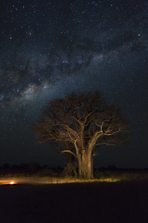 Baines Baobab campsite under the milkywayの写真素材