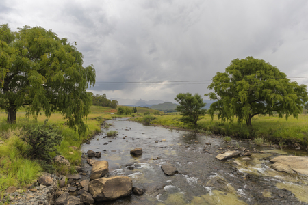 Willow trees on the bank of the riverの写真素材