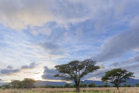 Acasia trees and morning cloudsの写真素材