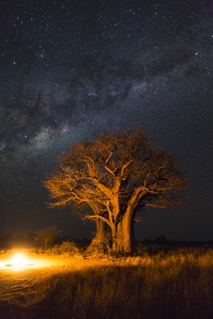 Campfire under baobab trees and the milky wayの素材 [FY310107687613]