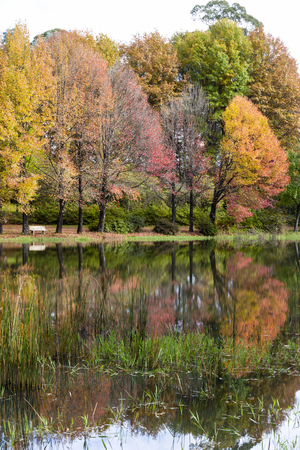 Autumn colored trees next to the waterの写真素材