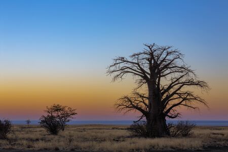 Baobab tree on Kukonje Island in Sua Pan