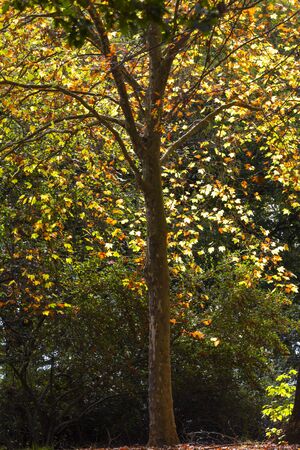 Yellow and orange autumn colored leaves in the tree