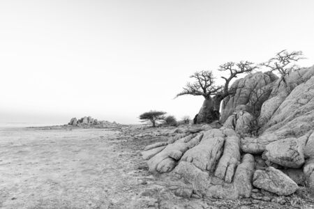 Rocks and baobab tree on Kubu Island in black-and-whiteの写真素材