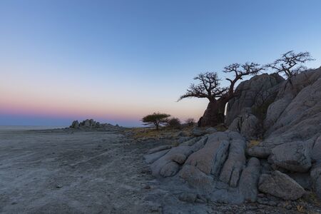 Small baobab tree and rocks at Kubu Islandの写真素材