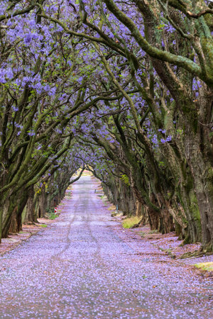 Purple jacaranda flowers in the trees and on the roadの写真素材