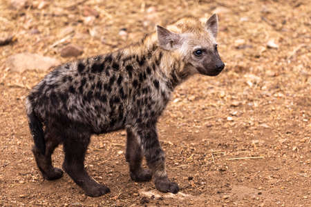 Spotted hyena cub in Kruger NP South Africaの写真素材