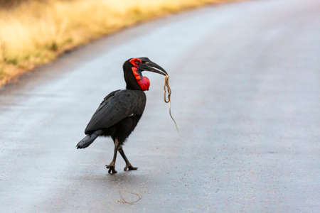 Southern ground hornbill caught a snake Kruger NP South Africaの写真素材