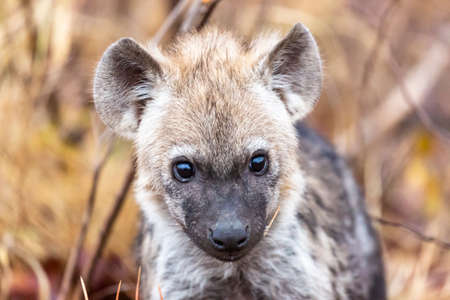 Hyena cub looking into the camera Kruger NP South Africaの写真素材