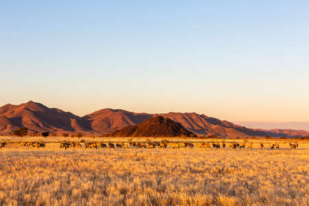 Large herd of oryx in late aftrnoon sun Namibiaの写真素材
