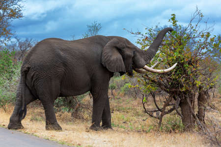 Elephant with large tusks graze on mopani tree Kruger NP South Africaの写真素材