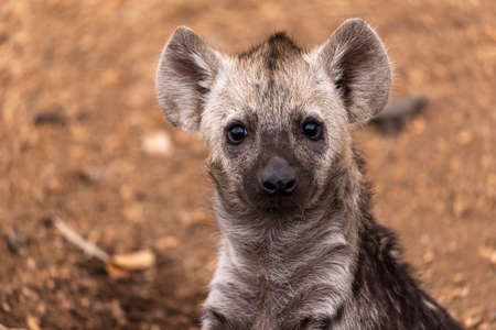 Curious hyena cub look straight into the lens Kruger NP South Africa