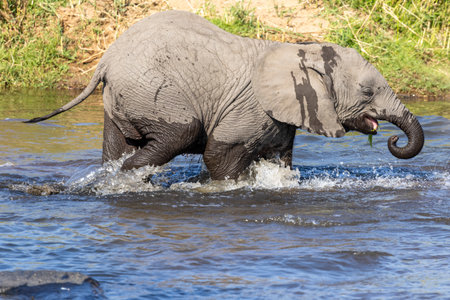 Elephant walking in the water in the river Kruger NP South Africaの写真素材