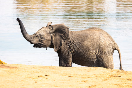 Young  African elephant at the water with its trunk up Kruger NP South Africaの写真素材